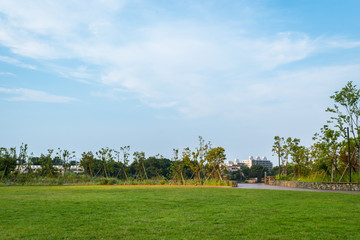 Fototapeta na wymiar 夏の公園の芝生と青空