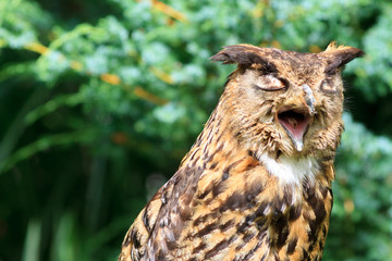 Eurasian Eagle-Owl