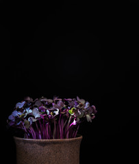lila kresse in altem tonkrug vor schwarzem hintergrund von vorne fotografiert mit freiraum für Text