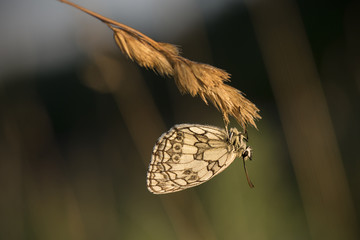 Polowiec szachownica © arek0michalak