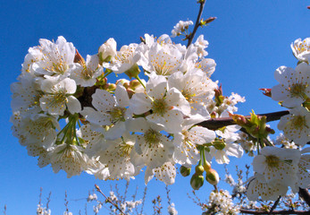 Peach tree flowers at spring