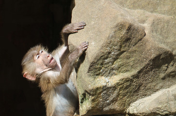 Baby baboon monkey (Pavian, genus Papio) trying to climb a rock and find his balance. The monkey hands are grabbing the stone.