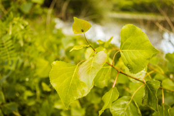 Branches with leaves of poplar 