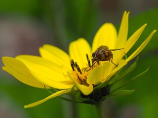 Fly and Flower