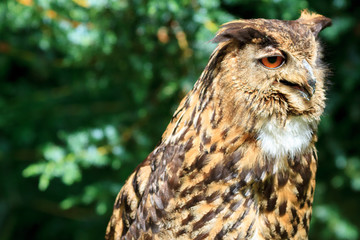 Eurasian Eagle-Owl