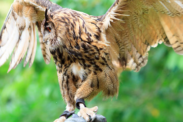 Eurasian Eagle-Owl