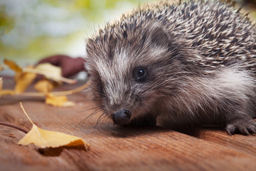 Young hedgehog in autumn leaves