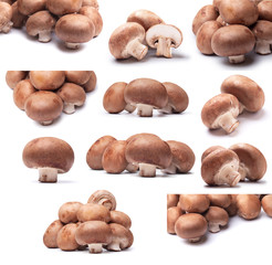 fresh mushrooms champignon isolated