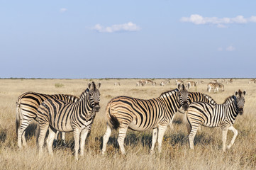 Obraz na płótnie Canvas Group of zebras / Herd of zebras, looking at camera, Etosha National Park.