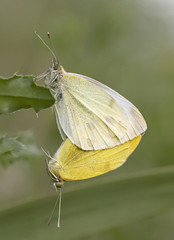 Bielinek © arek0michalak