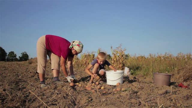 Boy and woman collect potatoes/Autumn boy helps mom to collect potatoes in the field