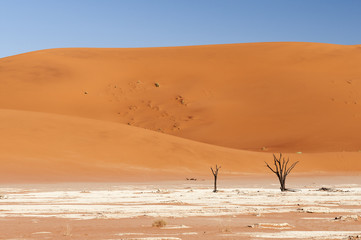 Dead acacia trees and dunes in the Namib desert / Dunes and dead acacia trees in the Namib desert, Dead Vlei, Sossusvlei, Namibia, Africa.