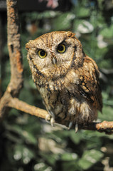 Curious Owl