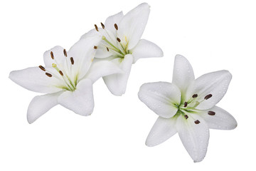 Obraz na płótnie Canvas Three flowers of cream-colored white lily with green heart, on white background