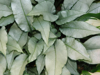 background, green, leaves, background, leaf, nature, texture, plant, spring, fresh, foliage, garden, closeup, natural, forest, tree, abstract,  design, flora, summer, pattern, environment, organic, gr