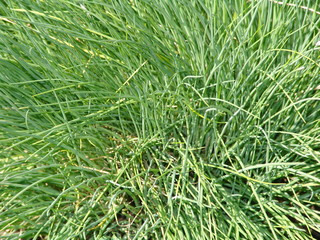 background, green, leaves, background, leaf, nature, texture, plant, spring, fresh, foliage, garden, closeup, natural, forest, tree, abstract,  design, flora, summer, pattern, environment, organic, gr