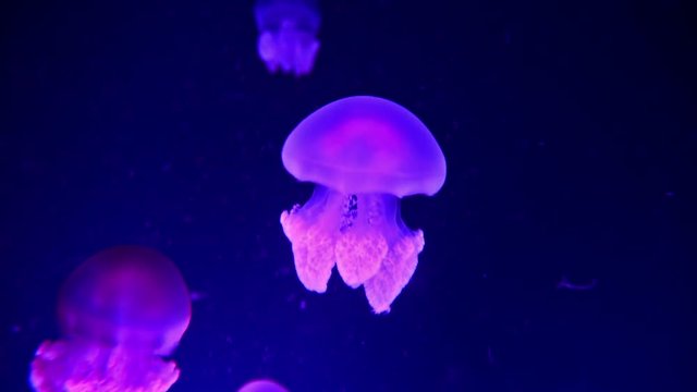 Jellyfish in a aquarium