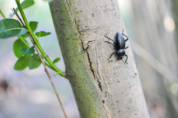 Black bug