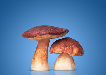 two white mushroom on blue