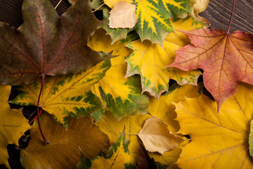 autumn leaf background (top view)