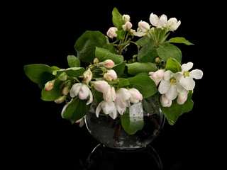 Apple-tree flowers in glass vase