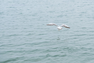 Gannet in Flight over the sea