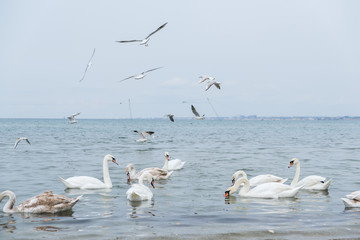 Swan and ducks are swimming in the sea