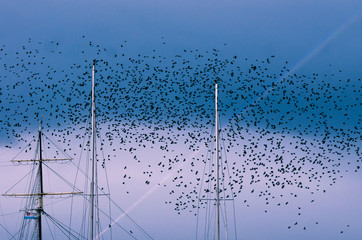 Olbrzymi klucz czarnych ptaków, przystań żeglarska, maszty.  © Aneta