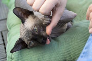 kitten, Sphynx cat, bald cat playing with a human hand