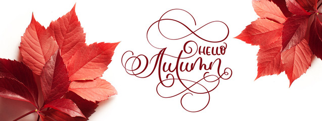 calligraphy lettering text hello Autumn. red leaves on a white background