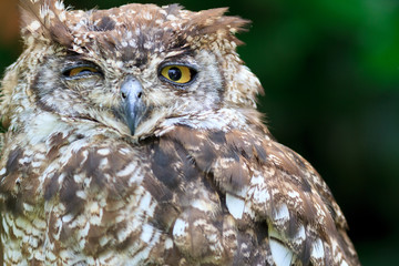 Spotted Eagle-Owl
