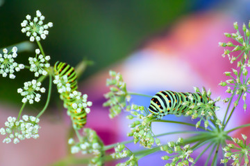Swallowtail caterpillar eating the leaf of cow parsnip