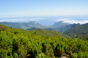 Naklejka premium Flora of volcanic mountain in Atlantic island, madeira
