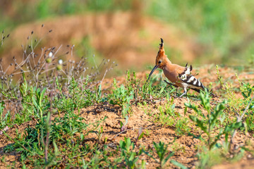 Common hoopoe or Upupa epops in steppe
