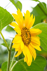 Beautiful, yellow sunflower in a garden - closeup