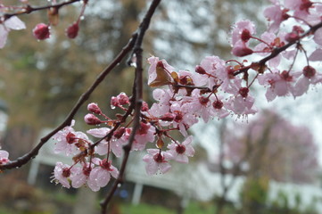 blossoms on a tree