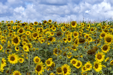 Obraz premium Sonnenblumenfeld und Wolkenhorizont