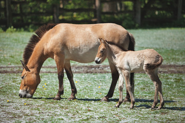 A horse and a foal walk