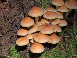 Graublättriger Schwefelkopf, Hypholoma capnoides