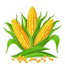 Corncobs with yellow corns and green leaves group, white