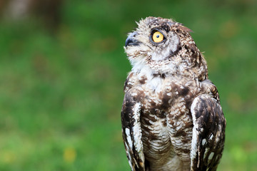 Spotted Eagle-Owl