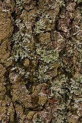 Bark of pine covered with moss/Beautiful texture of the bark of a coniferous tree covered with moss. The trunk is completely or partially covered with moss. As a texture, the trunk of a pine