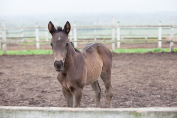Fototapeta premium cute little brown colt.