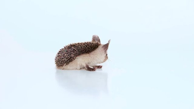 Small hedgehog turns away on a white background.