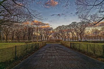 Naklejka premium Autumn trees in a road