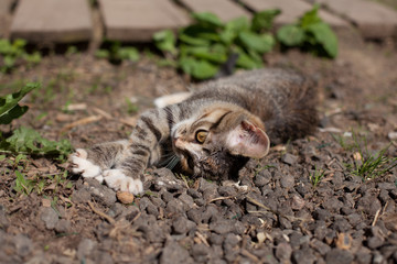 kitten lying on the ground