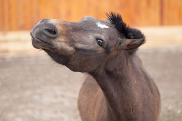 Portrait of a young foal