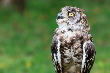 Spotted Eagle-Owl