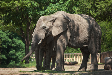 Fototapeta premium Two elephants in the forest.