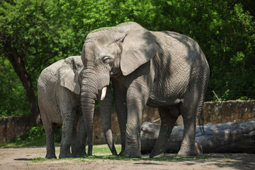 Fototapeta na wymiar Two elephants in the forest.